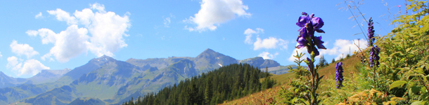 image of flower on mountains - pixelshoot